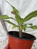 Euphorbia Milii DANCING QUEEN (POP CHOK) Crown of Thorns Corona De Cristo Succulent/Cactus