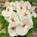 Euphorbia Milii ORCHID EUPHORBIA Crown Of Thorns Thai Hybrid Corona de Cristo