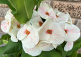 Euphorbia Milii ORCHID EUPHORBIA Crown Of Thorns Thai Hybrid Corona de Cristo