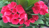 Euphorbia Milii Euphorbia Roses Crown of Thorns – Starter Cutting