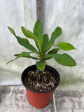 Euphorbia Milii BLESSING Crown Of Thorns  Corona de Cristo Cactus Succulents Tropicals