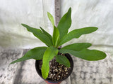 Euphorbia Milii BLESSING Crown Of Thorns  Corona de Cristo Cactus Succulents Tropicals