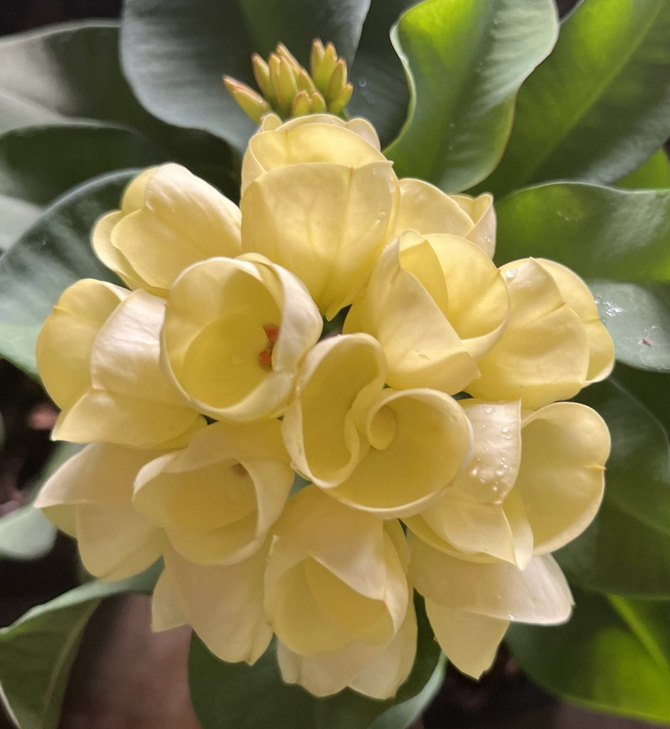 succulent with yellow flowers name Euphorbia Milii GOLDEN GOBLET Corona de Cristo Crown Of Thorns Cactus/ – Euphorbia Milii Garden (Crown Of Thorns)