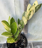 ZZ Plant VARIEGATED Zamioculcas Zamiifolia  Air Purifier Houseplant