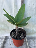 Euphorbia Milii LUCK SAP Crown of Thorns Corona De Cristo Rare Plant