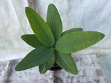 Euphorbia Milii LUCK SAP Crown of Thorns Corona De Cristo Rare Plant