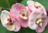 Euphorbia Milii Romantic Pink Crown of Thorns – Starter Cutting
