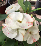Euphorbia Milii Crown of Thorns "Southern Elegance" Thai Hybrid Coronas de Cristo