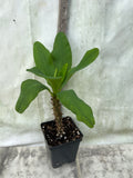 Euphorbia Milii MEGA YELLOW Crown of Thorns Corona de Cristo Poysean Super Giant Bloom