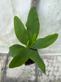 Euphorbia Milii MEGA YELLOW Crown of Thorns Corona de Cristo Poysean Super Giant Bloom