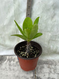 Euphorbia Milii SNOW QUEEN Crown of Thorns Corona de Cristo