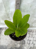 Euphorbia Milii SNOW QUEEN Crown of Thorns Corona de Cristo