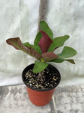 Crown of Thorns 'Angelique' Euphorbia Milii Corona de Cristo Cactus Plant