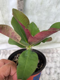 Crown of Thorns 'Angelique' Euphorbia Milii Corona de Cristo Cactus Plant