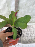 Crown of Thorns 'Angelique' Euphorbia Milii Corona de Cristo Cactus Plant