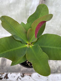 Crown of Thorns 'Angelique' Euphorbia Milii Corona de Cristo Cactus Plant