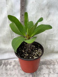 Euphorbia Milii ZENAIDA Crown of Thorns Corona De Cristo Cactus Poysean Thai Hybrid