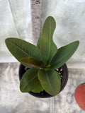 Euphorbia Milii 18 KARAT Crown of Thorns Corona De Cristo Cactus Thai Hybrid