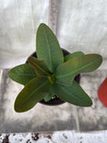 Euphorbia Milii 18 KARAT Crown of Thorns Corona De Cristo Cactus Thai Hybrid