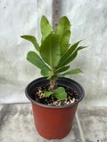 Euphorbia Milii WHISPERING ANGEL Crown Of Thorns  Poysean Corona De Cristo