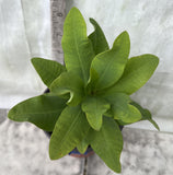 Euphorbia Milii WHISPERING ANGEL Crown Of Thorns  Poysean Corona De Cristo
