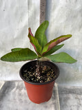 Euphorbia Milii BLACK DIAMOND Crown of Thorns Corona de Cristo