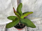 Euphorbia Milii BLACK DIAMOND Crown of Thorns Corona de Cristo