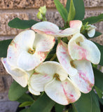 Euphorbia Milii Crown of Thorns "Southern Elegance" Thai Hybrid Coronas de Cristo