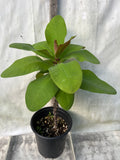 Euphorbia Milii ROMANTIC PINK Crown of Thorns Corona de Cristo