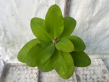 Euphorbia Milii ROMANTIC PINK Crown of Thorns Corona de Cristo