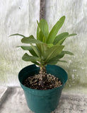 Euphorbia Milii ANGEL FACE Crown of Thorns Corona De Cristo Cactus Thai Hybrid