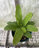 Euphorbia Milii ANGEL FACE Crown of Thorns Corona De Cristo Cactus Thai Hybrid