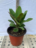 Euphorbia Milii TOP MILLIONAIRE (Yod Sethee) Crown of Thorns Corona de Cristo