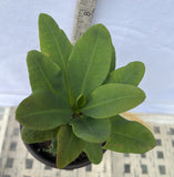 Euphorbia Milii TOP MILLIONAIRE (Yod Sethee) Crown of Thorns Corona de Cristo