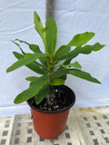 Euphorbia Milii BLESSING Crown Of Thorns  Corona de Cristo Cactus Succulents Tropicals