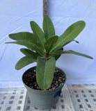 Euphorbia Milii CHAKIRO Crown of Thorns Coronas de Cristo Cactus/Succulents