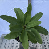 Euphorbia Milii CHAKIRO Crown of Thorns Coronas de Cristo Cactus/Succulents
