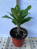 Euphorbia Milii RUAY CHANGLOEI Crown of Thorns Corona de Cristo Succulent