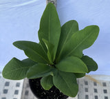 Euphorbia Milii RUAY CHANGLOEI Crown of Thorns Corona de Cristo Succulent