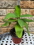 Euphorbia Milii WELCOME HOME Crown of Thorns Corona de Cristo Poysean