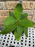 Euphorbia Milii WELCOME HOME Crown of Thorns Corona de Cristo Poysean