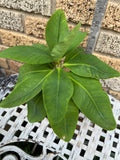 Euphorbia Milii WELCOME HOME Crown of Thorns Corona de Cristo Poysean