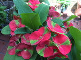 Euphorbia Milii RED MILLIONAIRE Crown of Thorns Corona d’Cristo Poysean Succulent Tropical