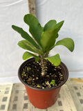 Euphorbia Milii EK VILAI Crown of Thorns  Corona de Cristo Succulent Tropicals