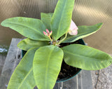 Euphorbia Milii PATUM RAD Crown of Thorns Corona d’Cristo Poysean