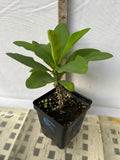 Euphorbia Milii ENDLESS LOVE Crown of Thorns Corona de Cristo Thai Hybrid