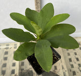 Euphorbia Milii ENDLESS LOVE Crown of Thorns Corona de Cristo Thai Hybrid