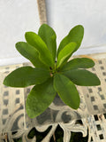 Euphorbia Milii ENDLESS LOVE Crown of Thorns Corona de Cristo Thai Hybrid