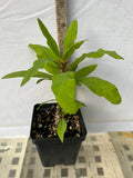 Euphorbia Milii ORCHID EUPHORBIA Crown Of Thorns Thai Hybrid Corona de Cristo