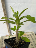 Euphorbia Milii ORCHID EUPHORBIA Crown Of Thorns Thai Hybrid Corona de Cristo
